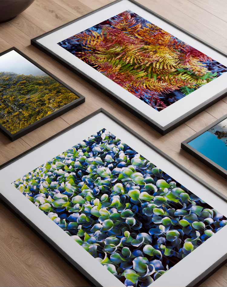 Colour Prints