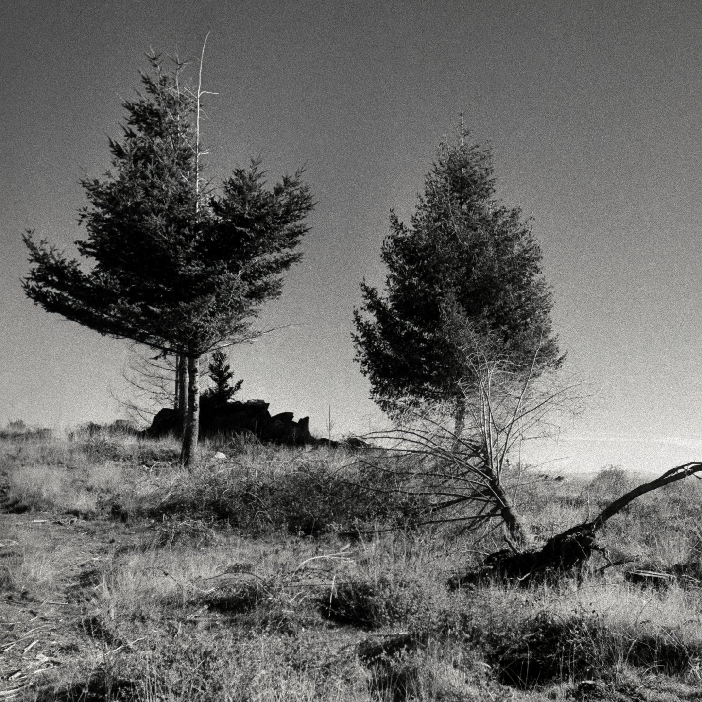 7 Stages of a Tree II - Quiet & Moody Nature Scene on Fine Art Paper
