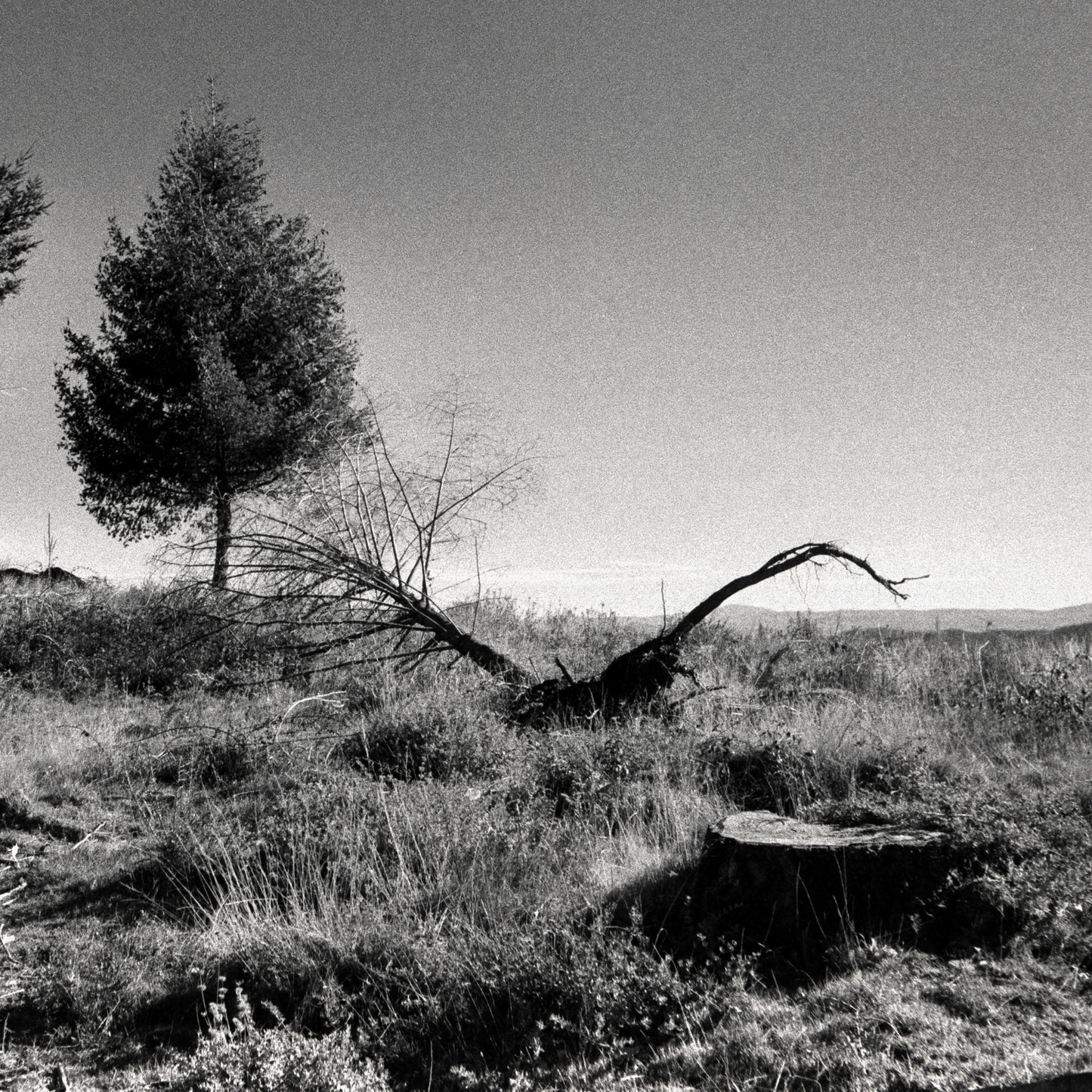 7 Stages of a Tree I - Serene Landscape Monochrome Print on Archival Fine Art Paper