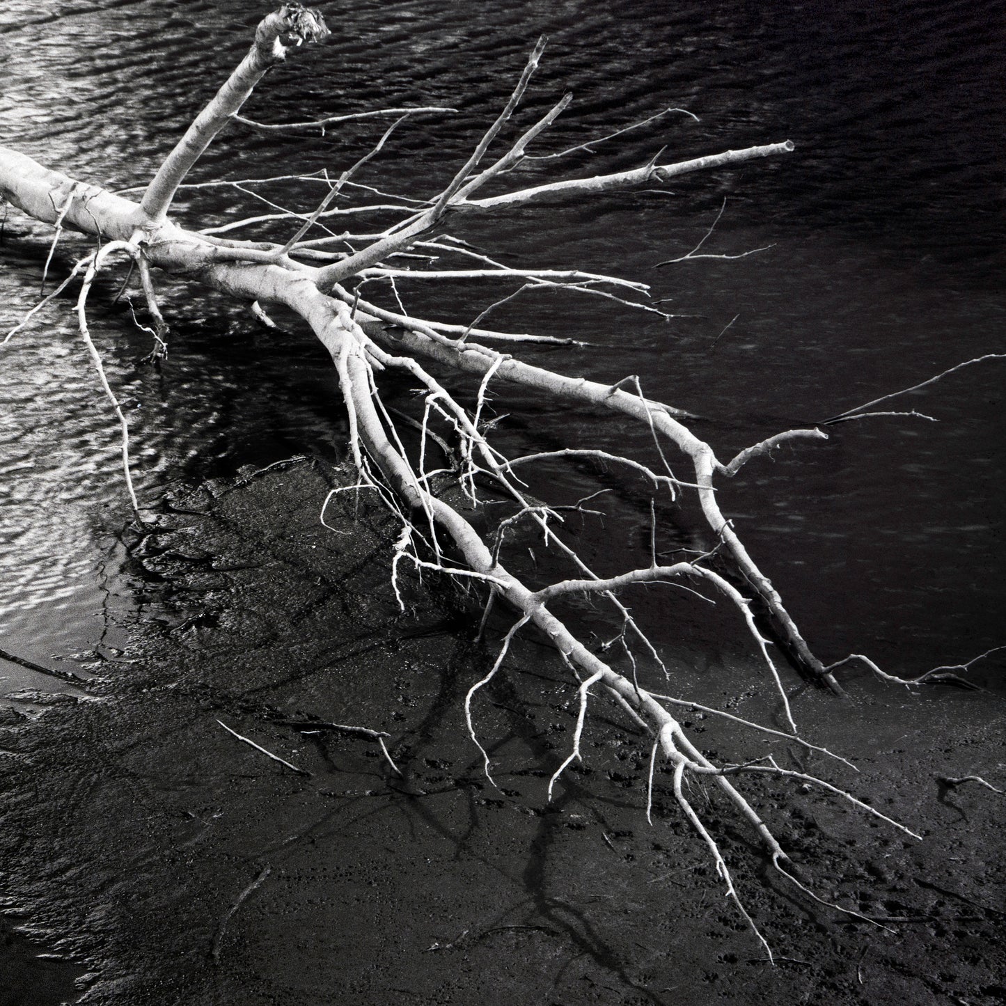 Anatomy of a Fall I - Premium Print on Fine Art Paper