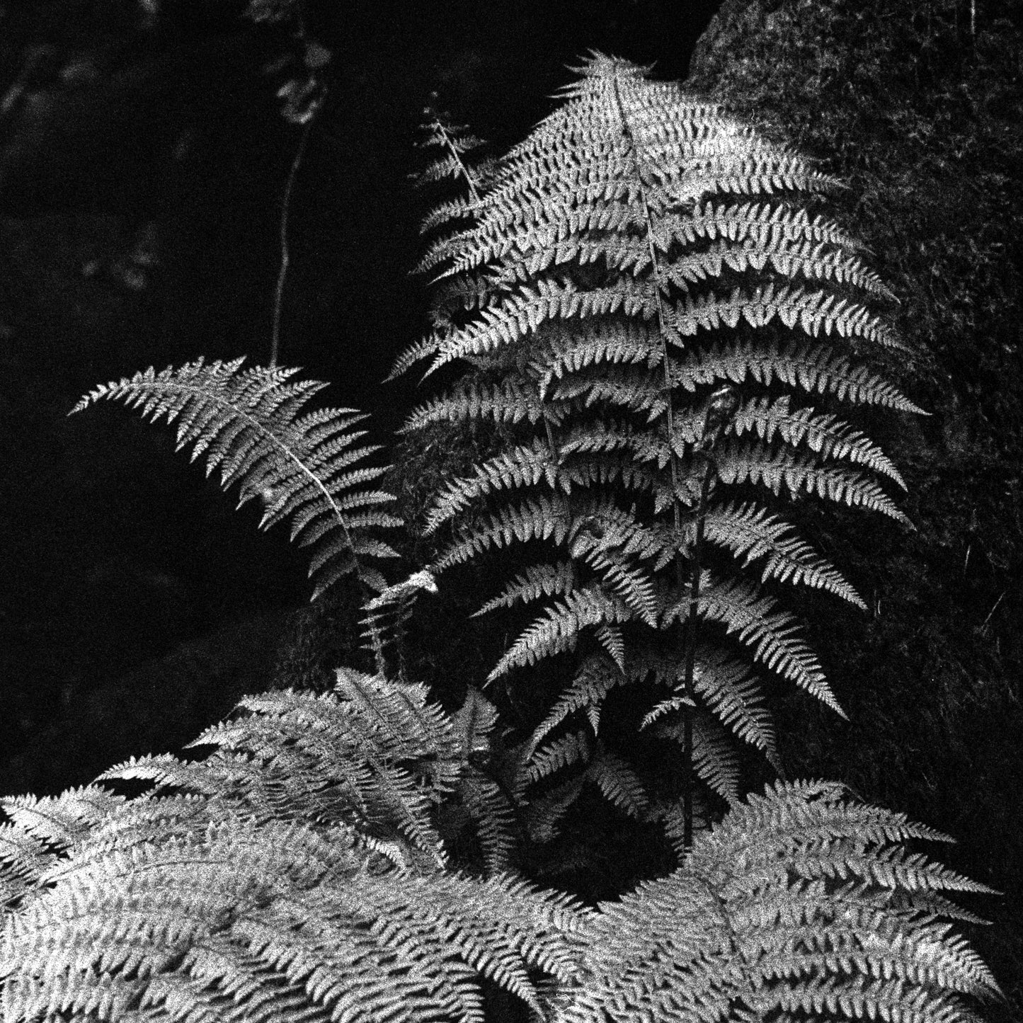 Big Fern - Gallery-Grade Photo Print on Archival Fine Art Paper