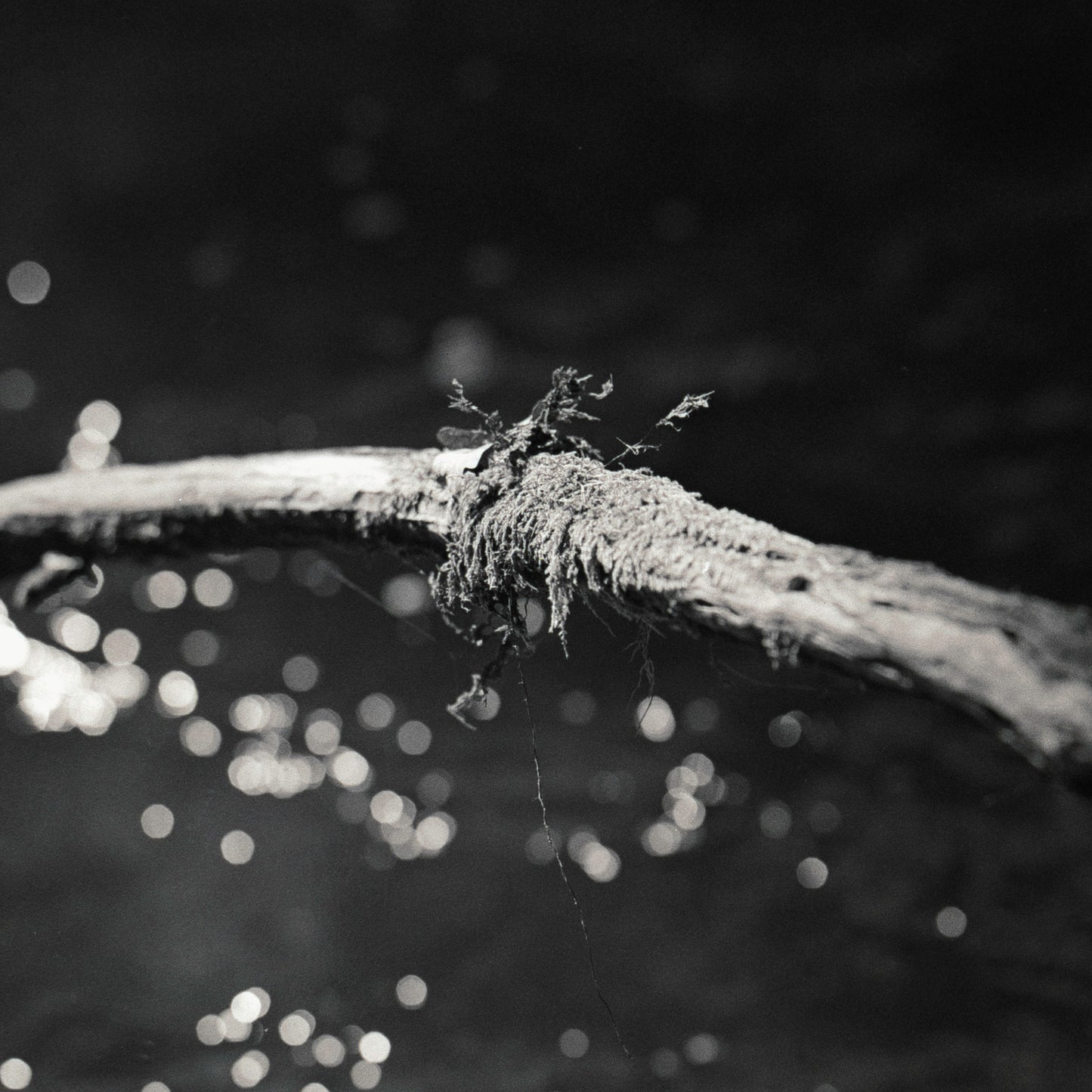 Branch above water - Premium Print on Fine Art Paper
