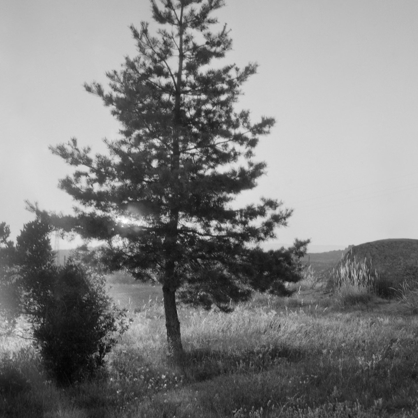 Cabin in the woods - Serene Black & White Print on Fine Art Paper