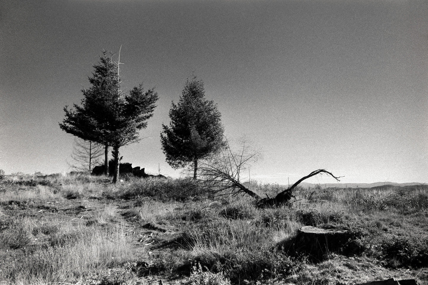 7 Stages of a Tree I - Serene Landscape Monochrome Print on Archival Fine Art Paper