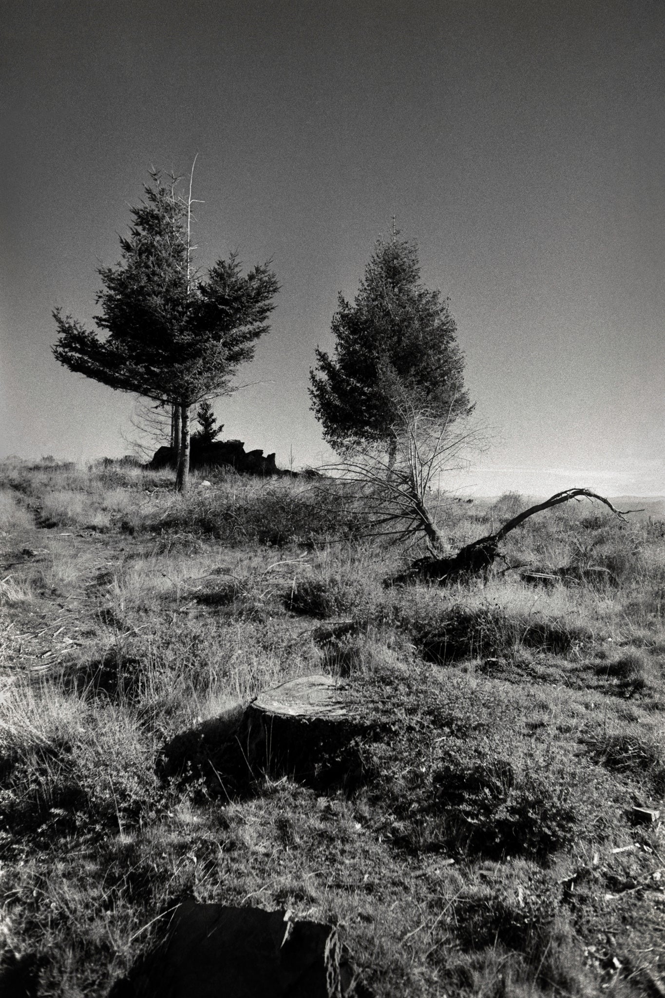 7 Stages of a Tree II - Quiet & Moody Nature Scene on Fine Art Paper