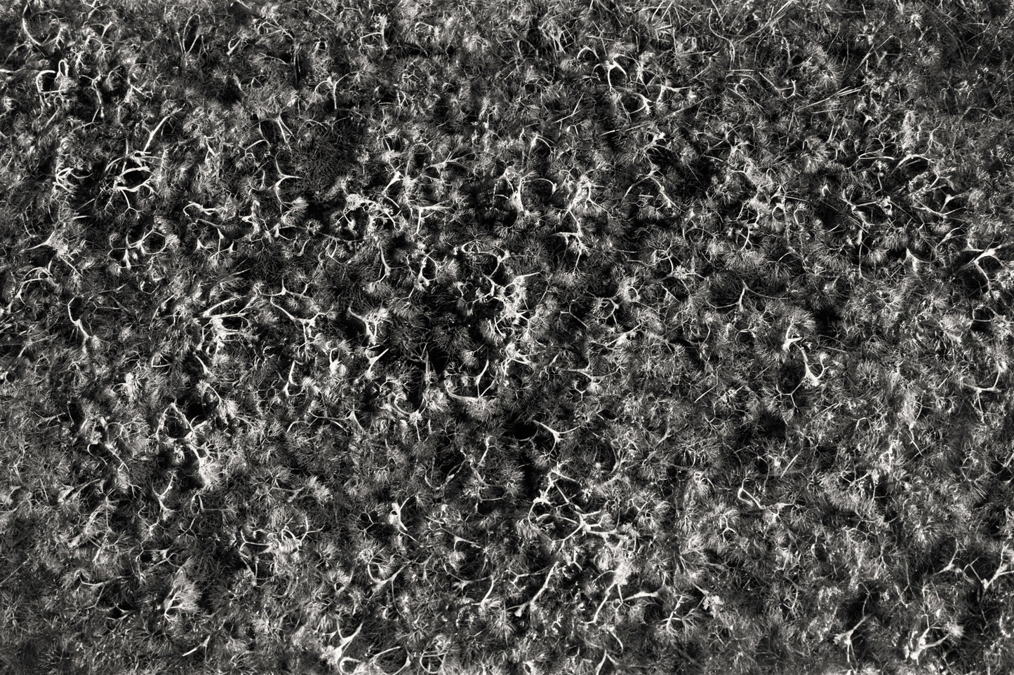 Neural Transmission I - Surreal Abstract Macro Print on Fine Art Paper