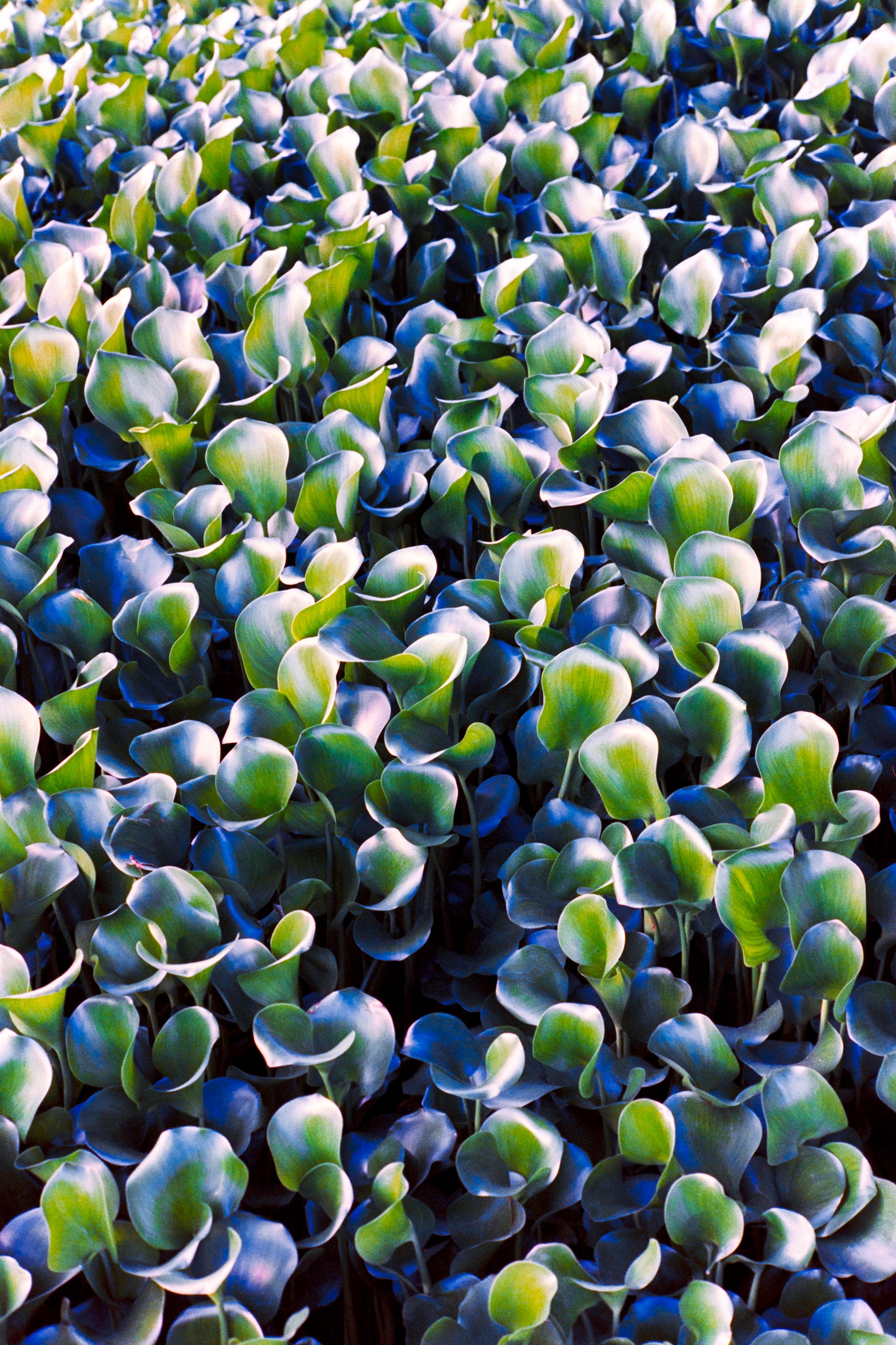 Verdant Waves - Abstract Landscape Photography Print