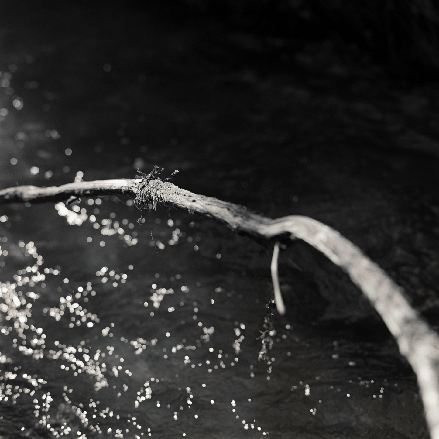 Branch above water - Premium Print on Fine Art Paper