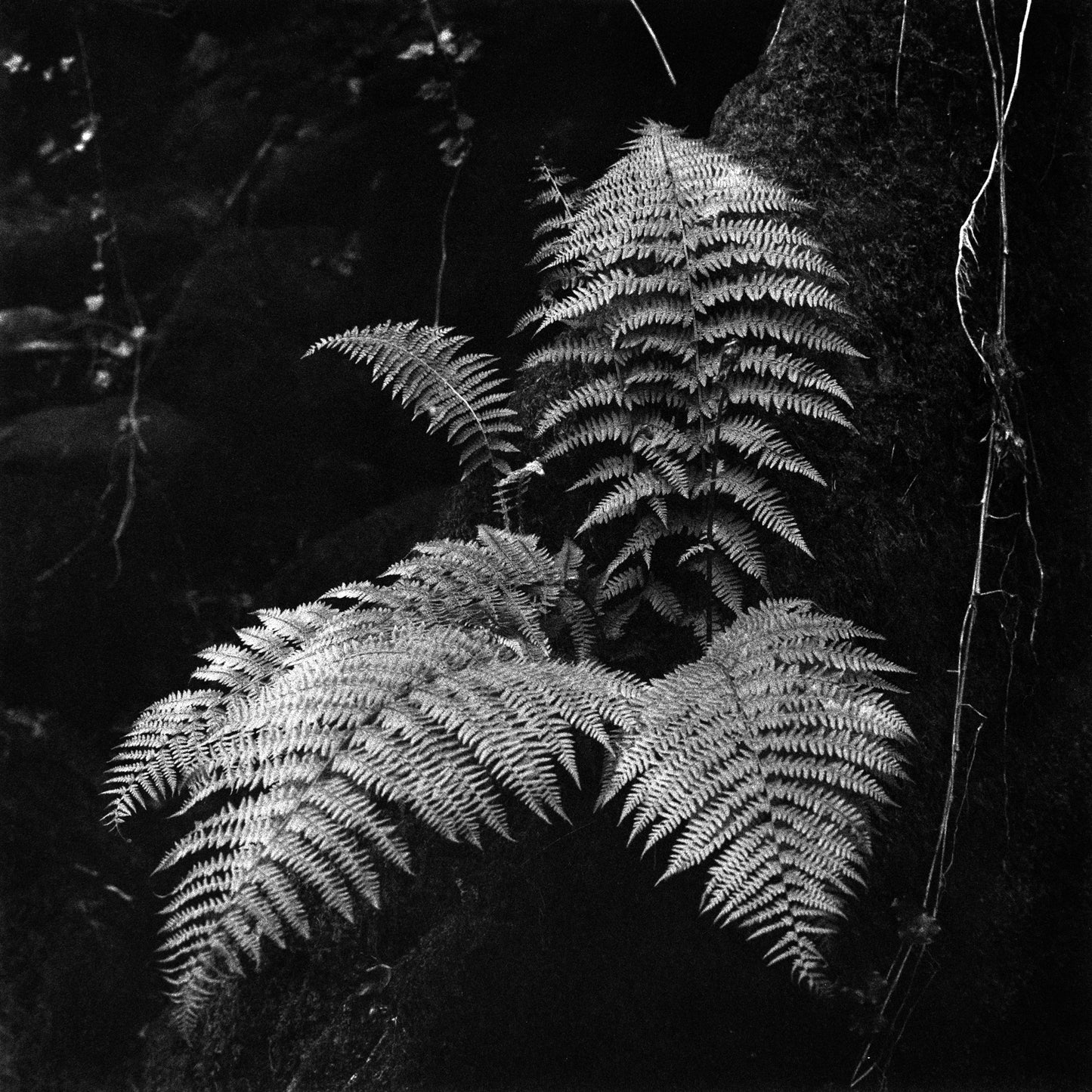 Big Fern - Gallery-Grade Photo Print on Archival Fine Art Paper