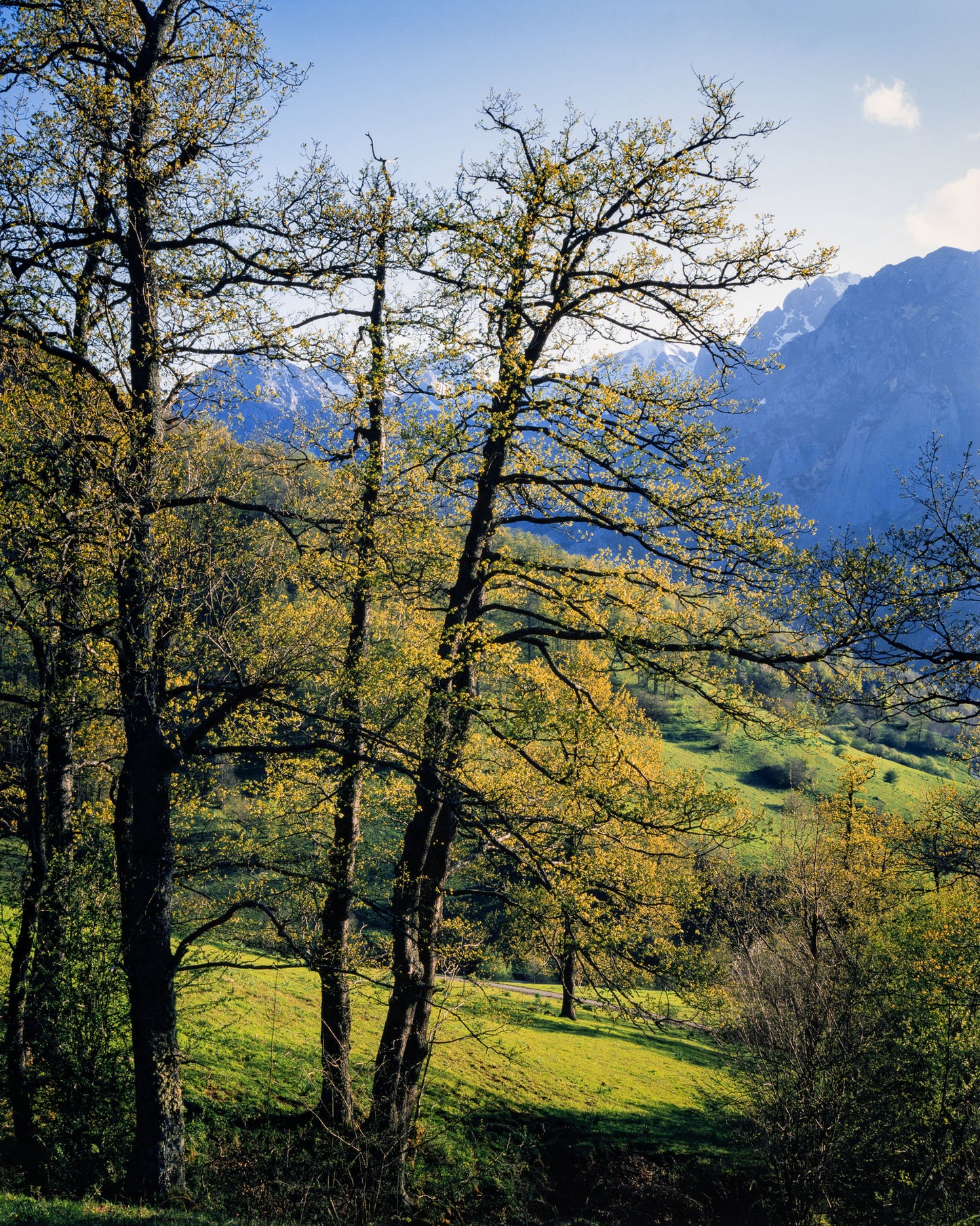 Mountain Woodland - Limited Edition Print