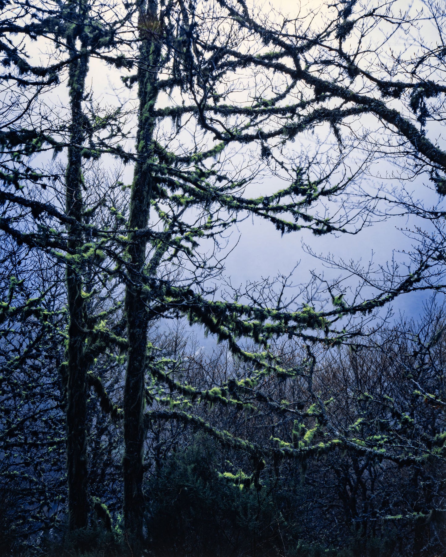 Mossy Trees with Fog - Limited Edition Print