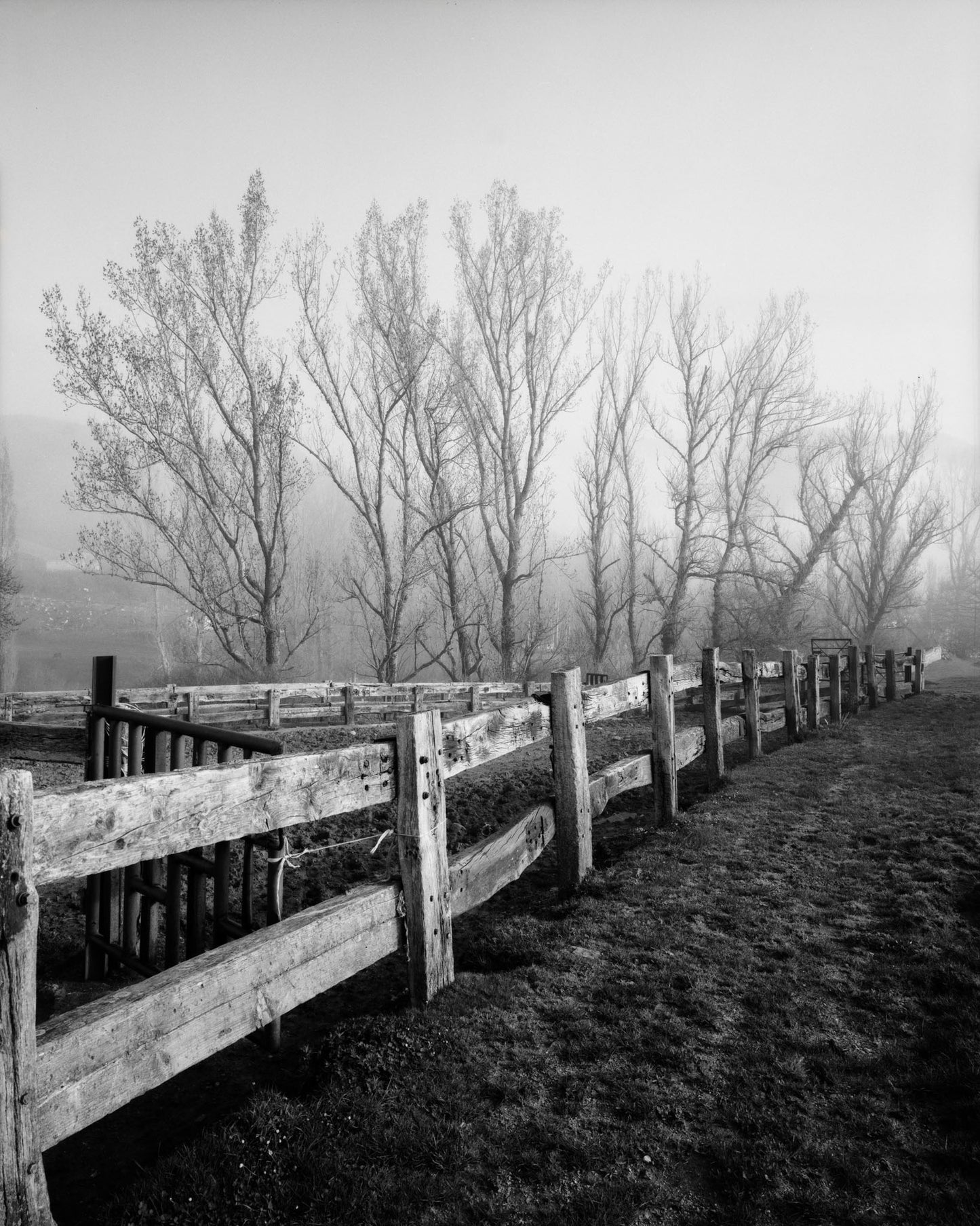 Fenced Trees - Limited Edition Print
