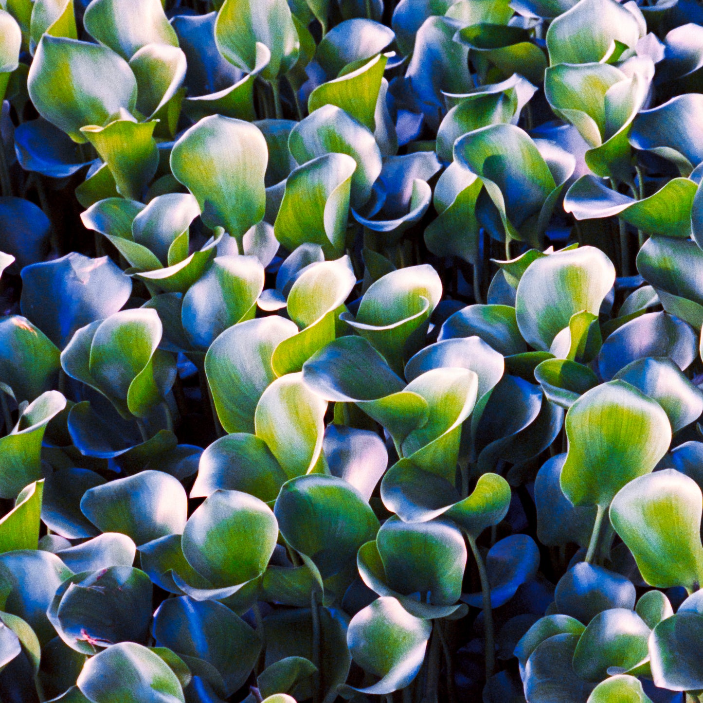 Verdant Waves - Abstract Landscape Photography Print
