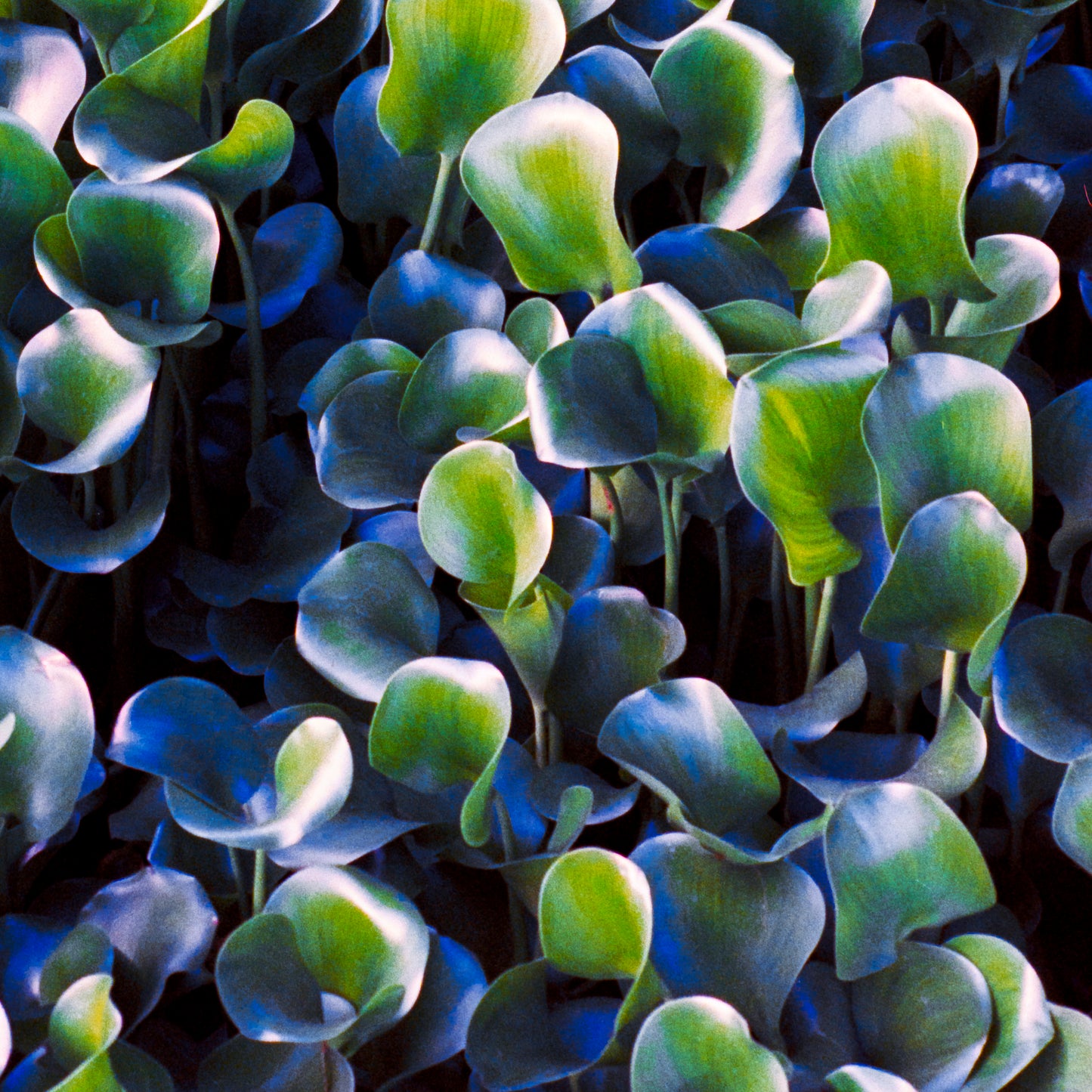 Verdant Waves - Abstract Landscape Photography Print