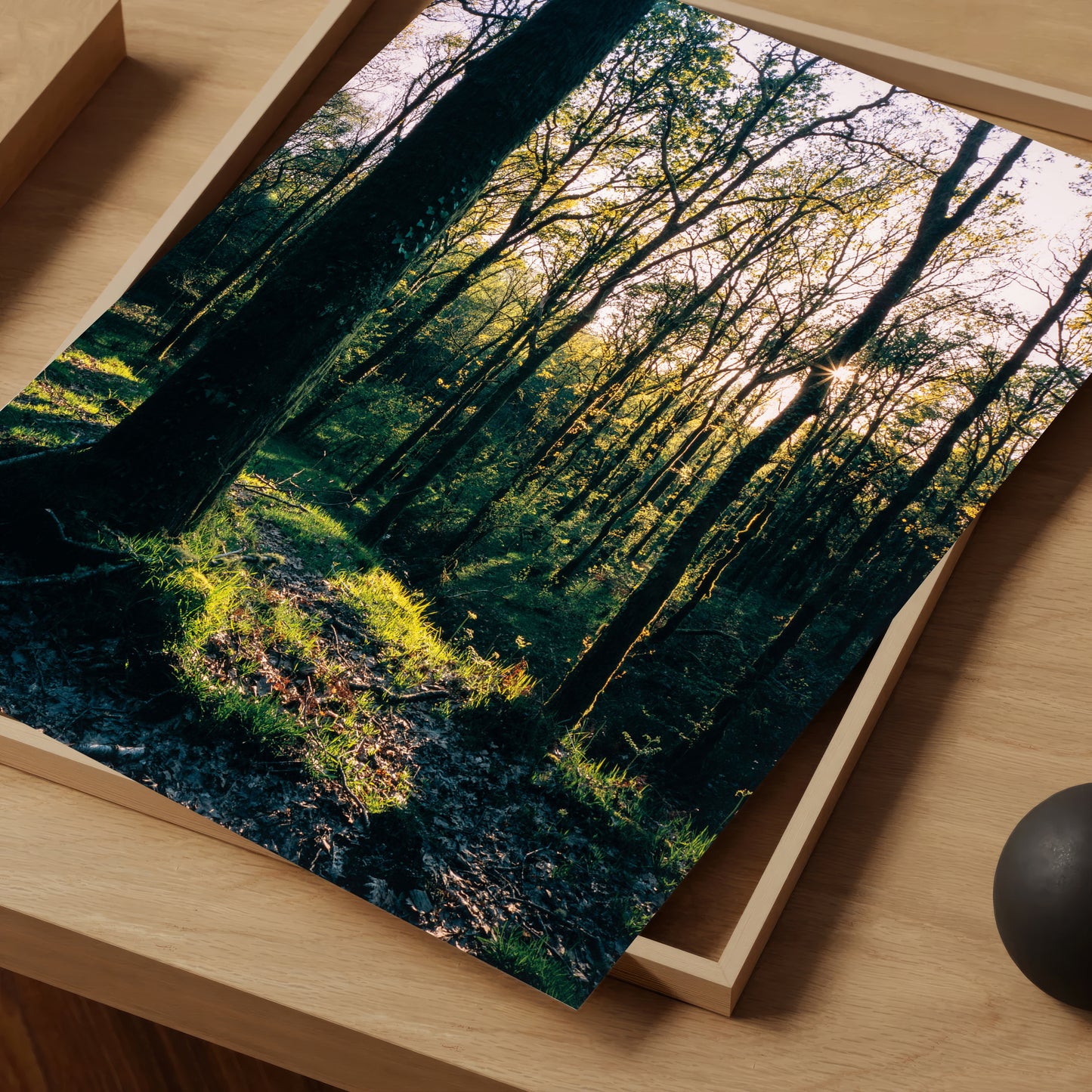 Golden Hour in the Forest - Limited Edition Print