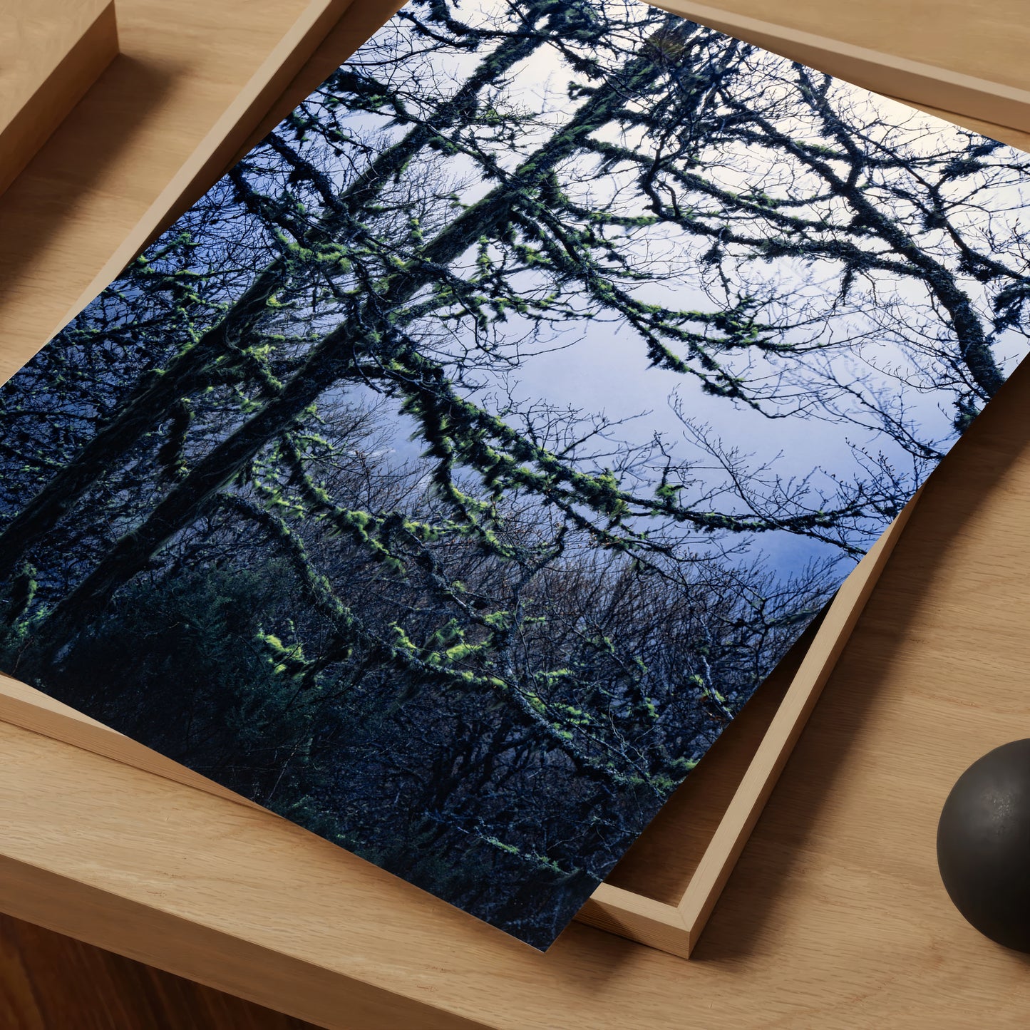 Mossy Trees with Fog - Limited Edition Print