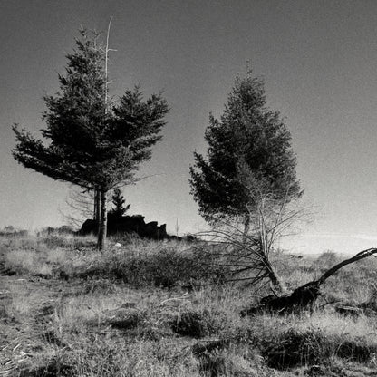 7 Stages of a Tree II - Quiet & Moody Nature Scene on Fine Art Paper