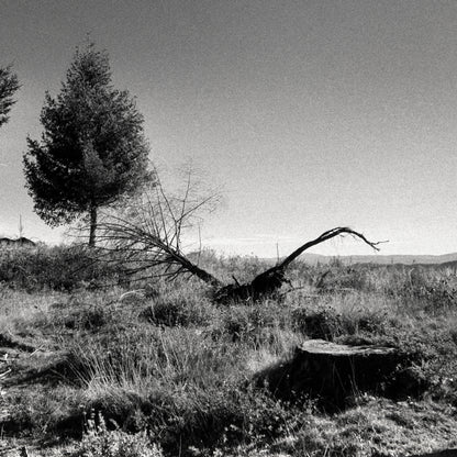 7 Stages of a Tree I - Serene Landscape Monochrome Print on Archival Fine Art Paper