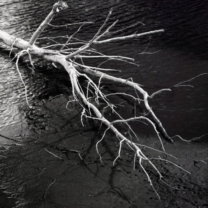 Anatomy of a Fall I - Premium Print on Fine Art Paper
