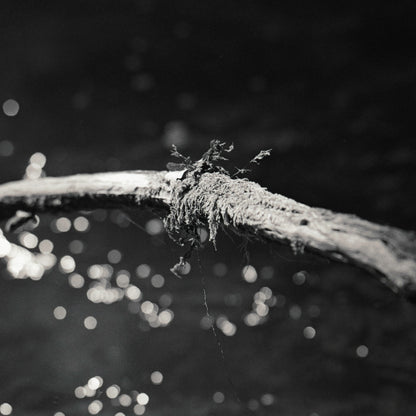 Branch above water - Premium Print on Fine Art Paper