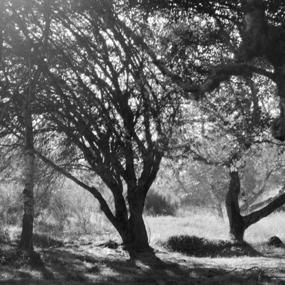 Enchanted Forest - Luxury Print on Museum-Grade Fine Art Paper