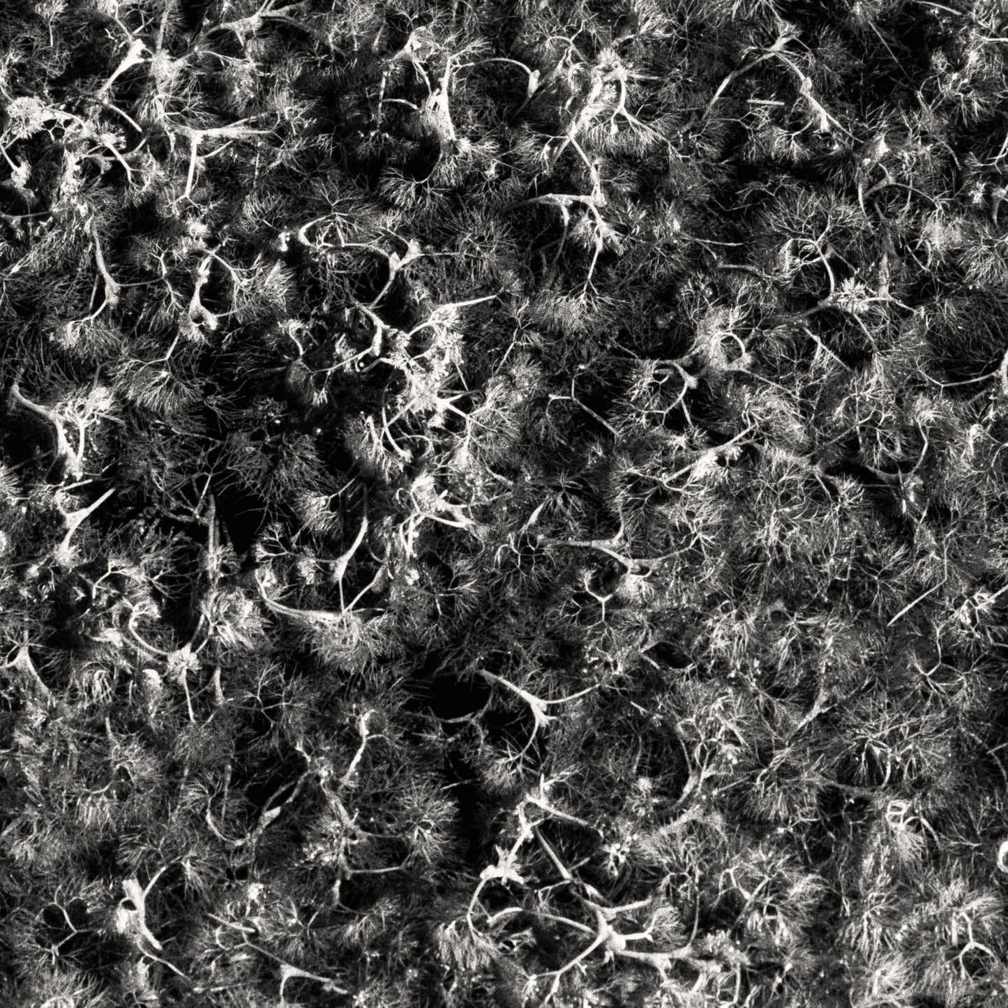 Neural Transmission I - Surreal Abstract Macro Print on Fine Art Paper