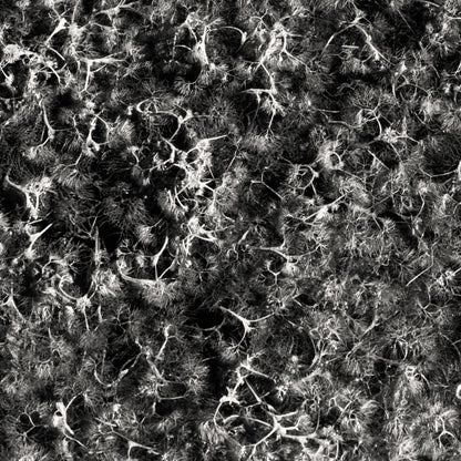 Neural Transmission I - Surreal Abstract Macro Print on Fine Art Paper