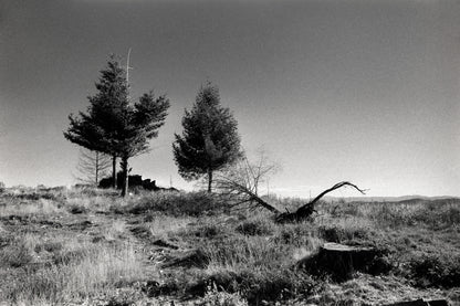 7 Stages of a Tree I - Serene Landscape Monochrome Print on Archival Fine Art Paper