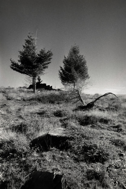 7 Stages of a Tree II - Quiet & Moody Nature Scene on Fine Art Paper