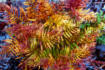 Painted Fern - Modern Colourful Nature High-Quality Photo Print