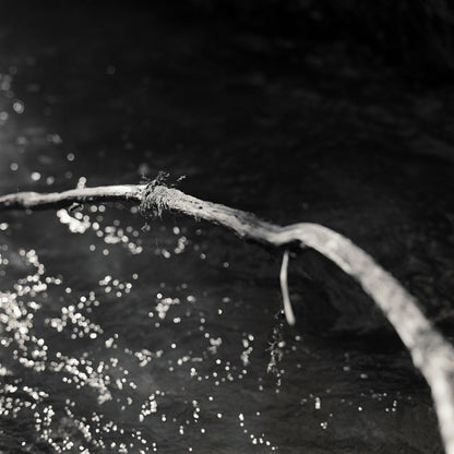 Branch above water - Premium Print on Fine Art Paper