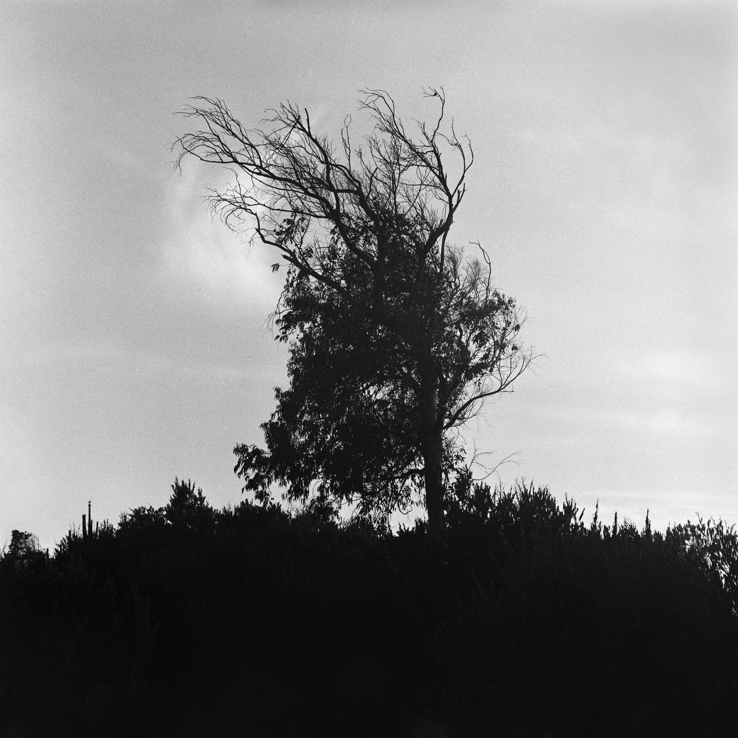 Tree Whispers - Premium Print on Fine Art Paper