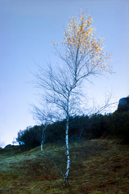 The Remaining Autumn - Rustic Countryside Landscape Photography Print