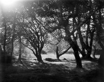 Enchanted Forest - Luxury Print on Museum-Grade Fine Art Paper