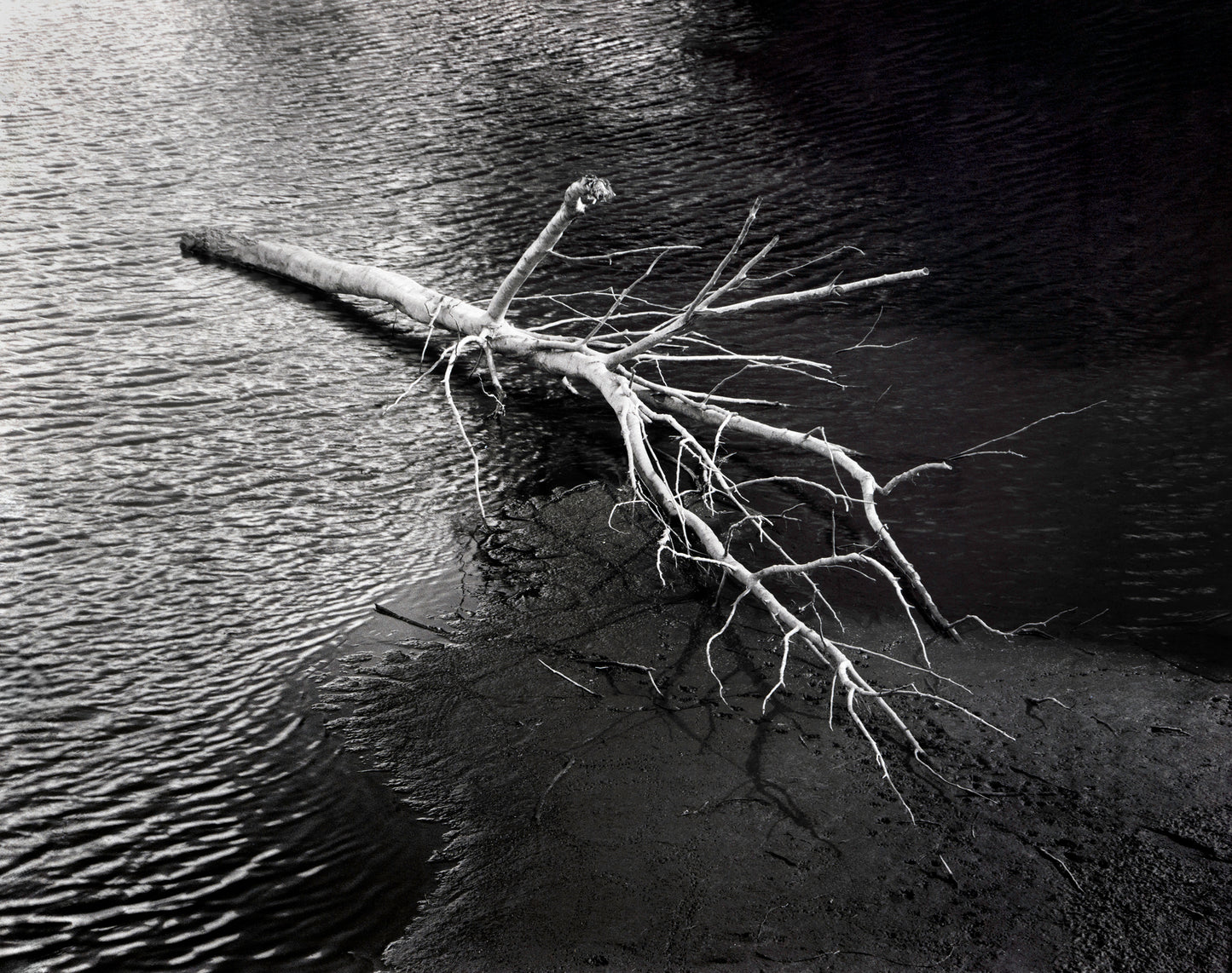 Anatomy of a Fall I - Premium Print on Fine Art Paper