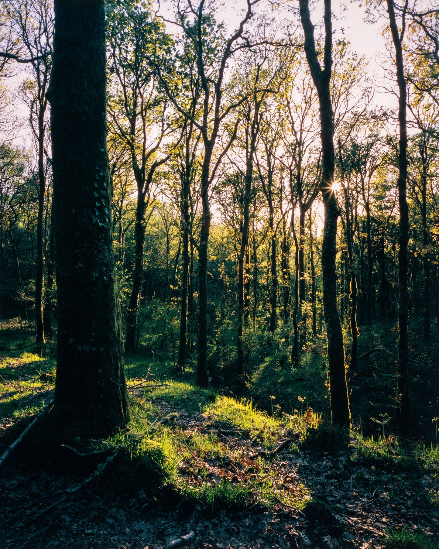 Golden Hour in the Forest - Limited Edition Print