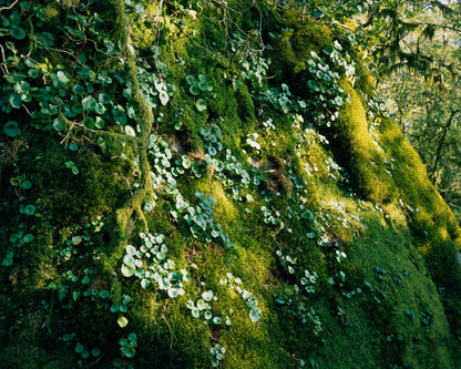 Forest Tapestry - Limited Edition Print