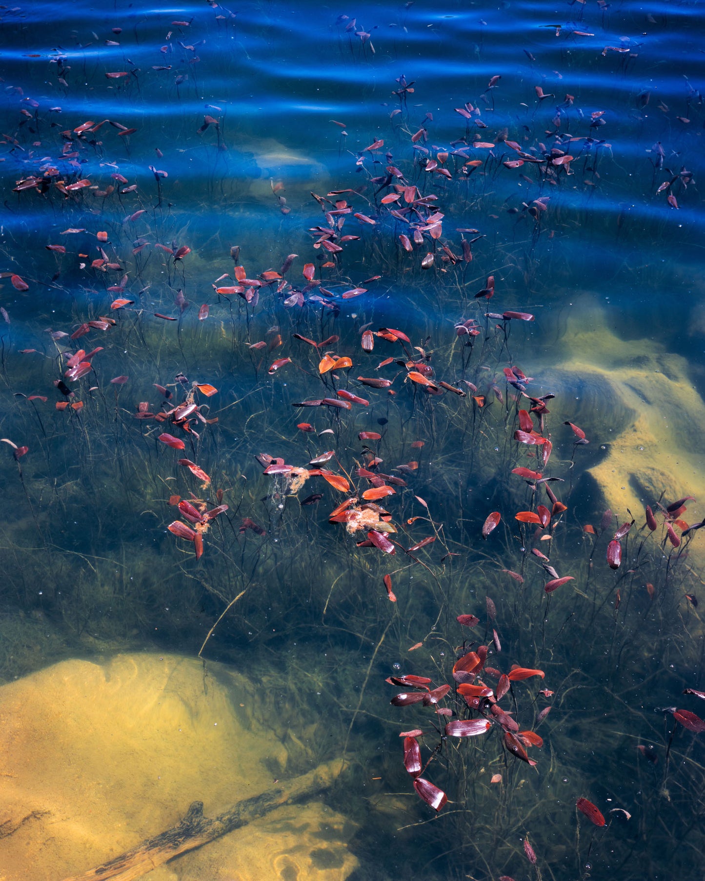 Pondweed at Dawn - Limited Edition Print