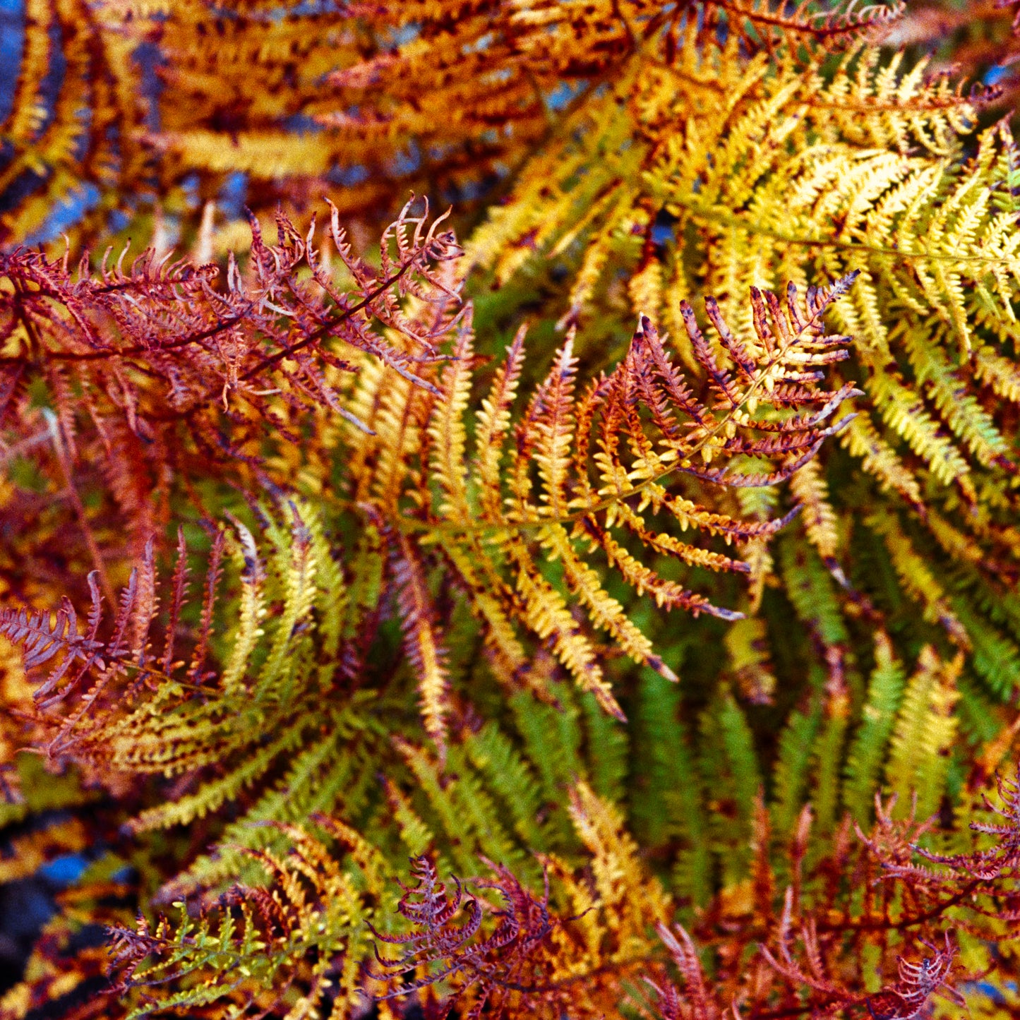 Painted Fern - Modern Colourful Nature High-Quality Photo Print