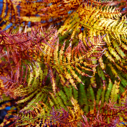 Painted Fern - Modern Colourful Nature High-Quality Photo Print
