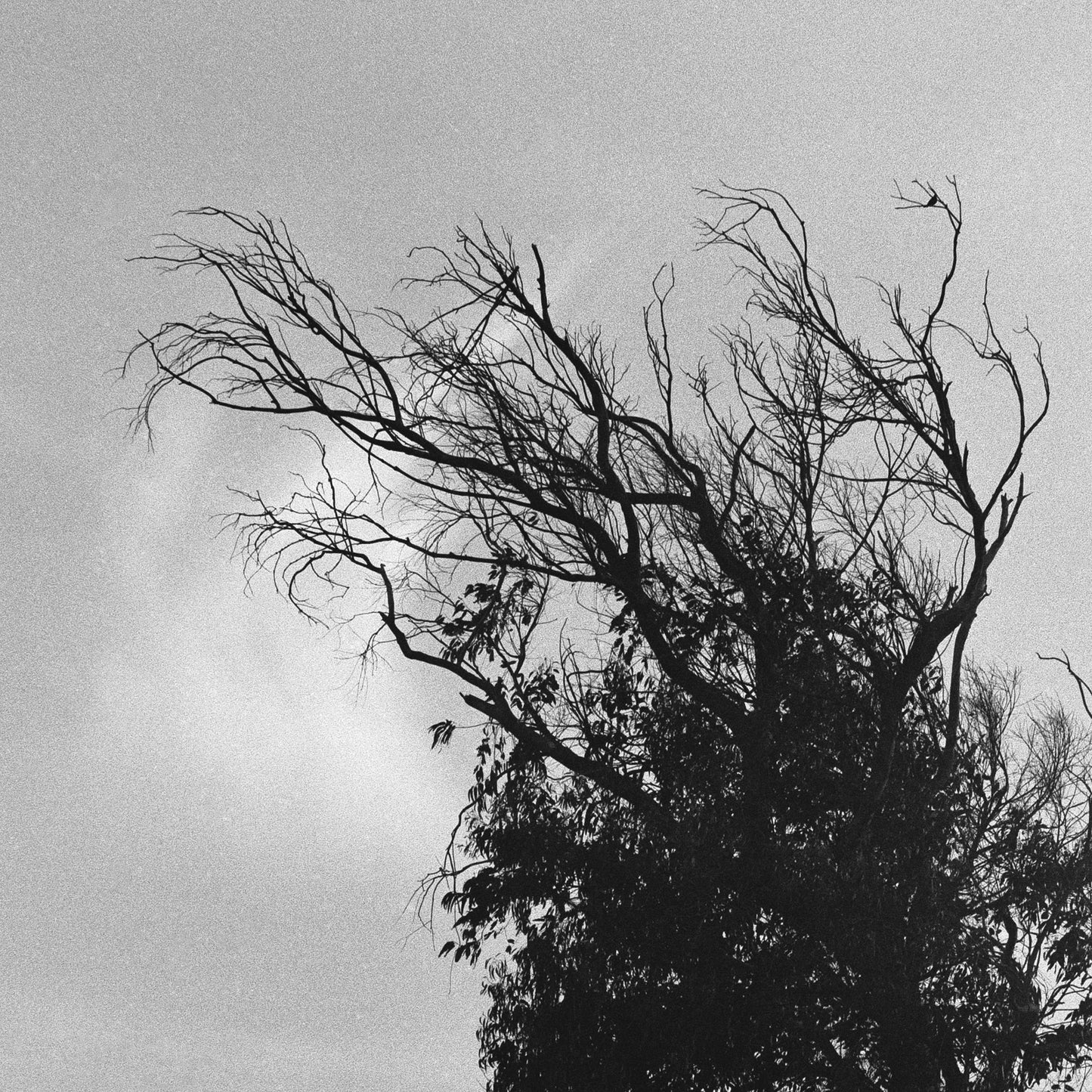 Tree Whispers - Premium Print on Fine Art Paper