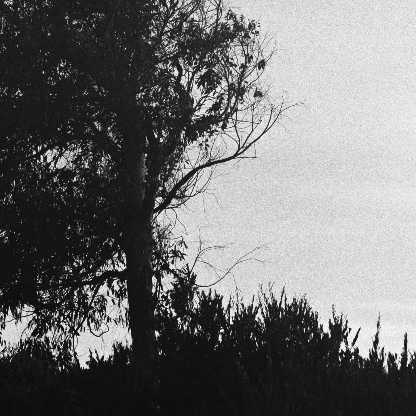 Tree Whispers - Premium Print on Fine Art Paper