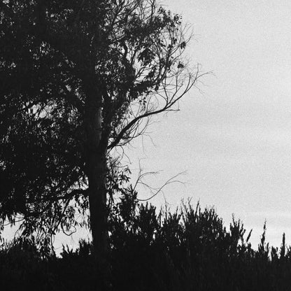 Tree Whispers - Premium Print on Fine Art Paper