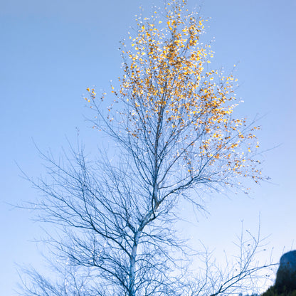 The Remaining Autumn - Rustic Countryside Landscape Photography Print