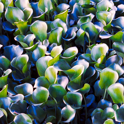 Verdant Waves - Abstract Landscape Photography Print