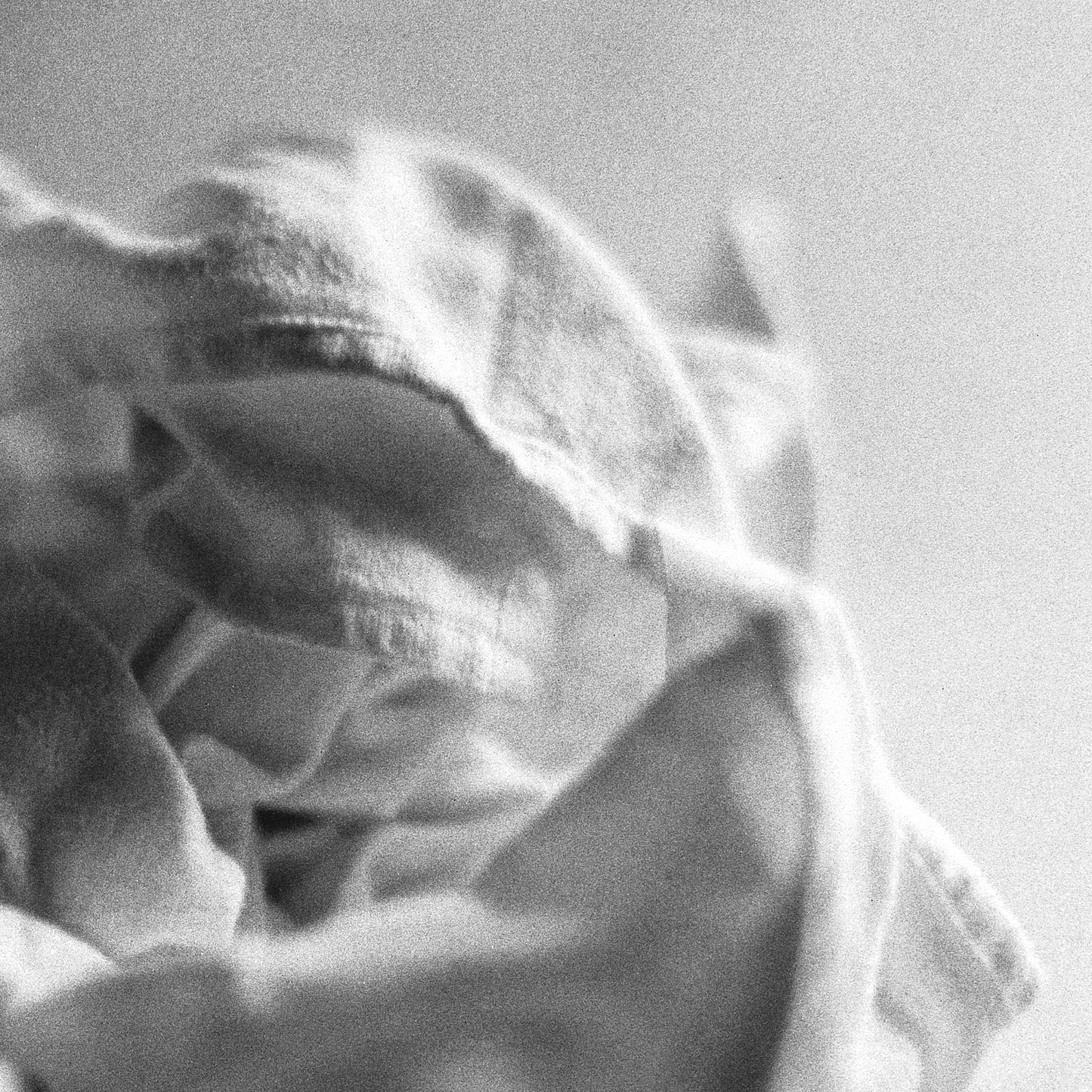 Wrinkled - Gallery-Grade Photo Print on Archival Fine Art Paper