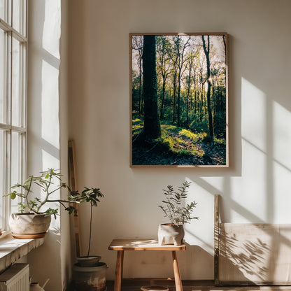 Golden Hour in the Forest - Limited Edition Print