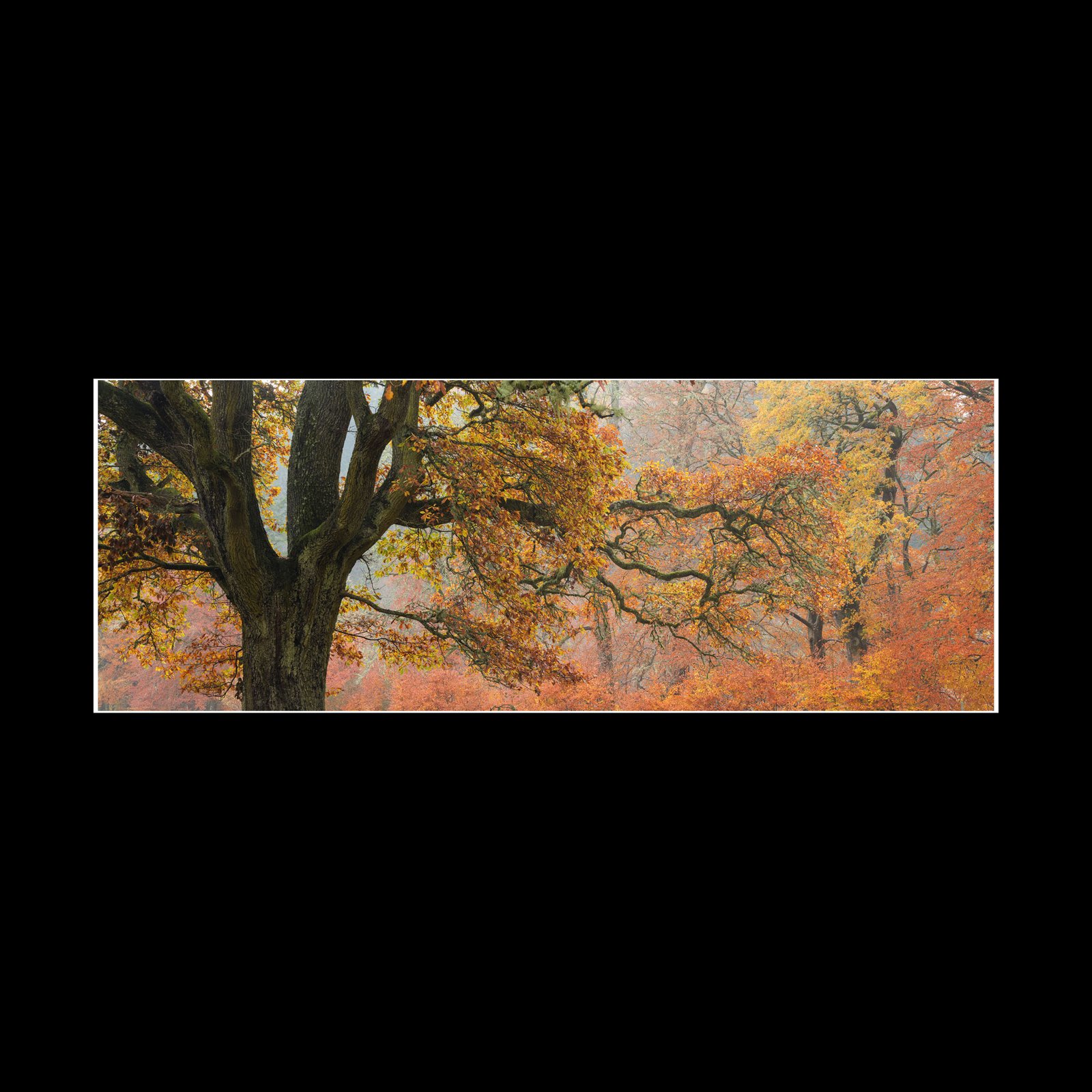 Autumn Reach - Fine Art Print