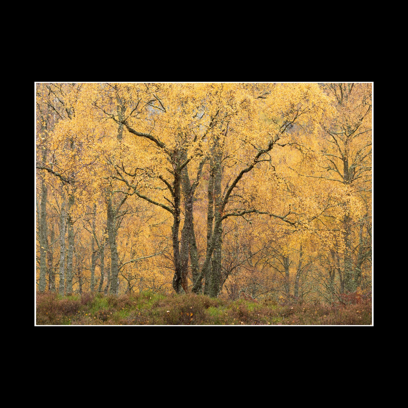 Before it fades - Fine Art Print