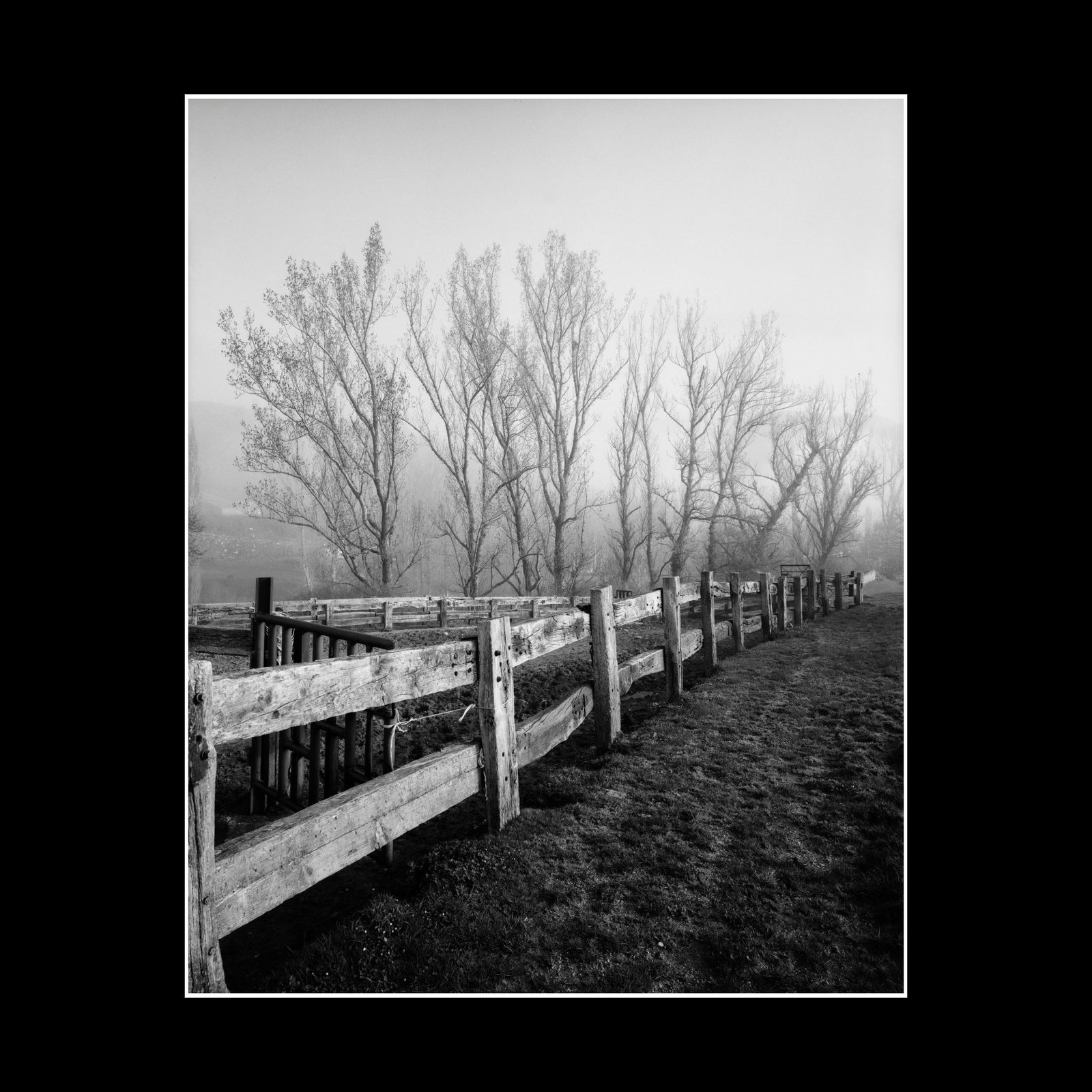 Fenced Trees - Darkroom Photo Print